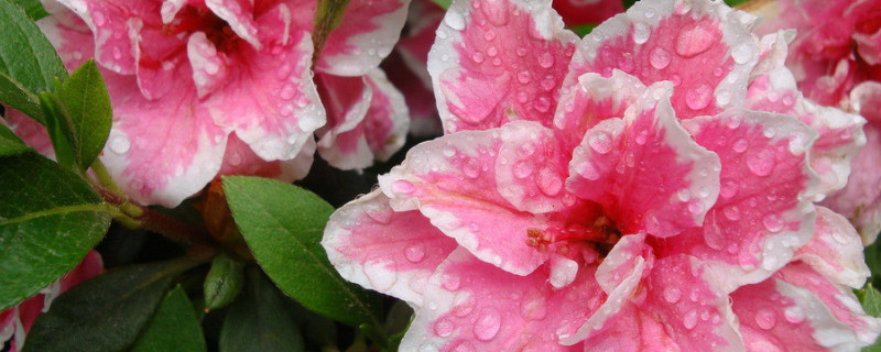 杜鹃花根部小芽要不要留着 杜鹃花根上的小枝芽能繁殖