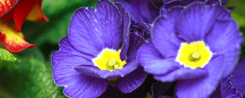 紫罗兰冬天室外怎么养 紫罗兰适合在室内养吗?