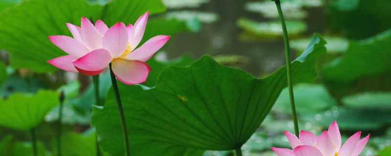 荷花有几种颜色 鱼骨令箭荷花有几种颜色