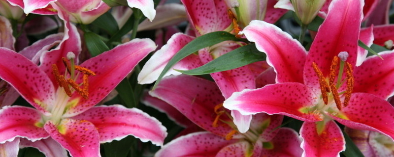 百合太香了怎么处理（怎样让百合不香）