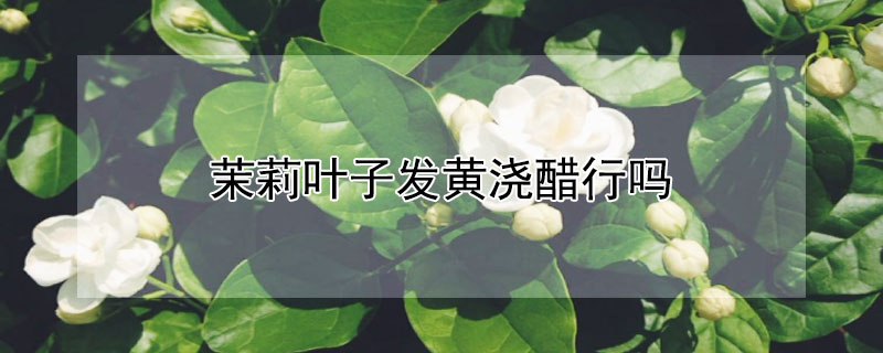 茉莉叶子发黄浇醋行吗（茉莉叶子发黄怎么办?）