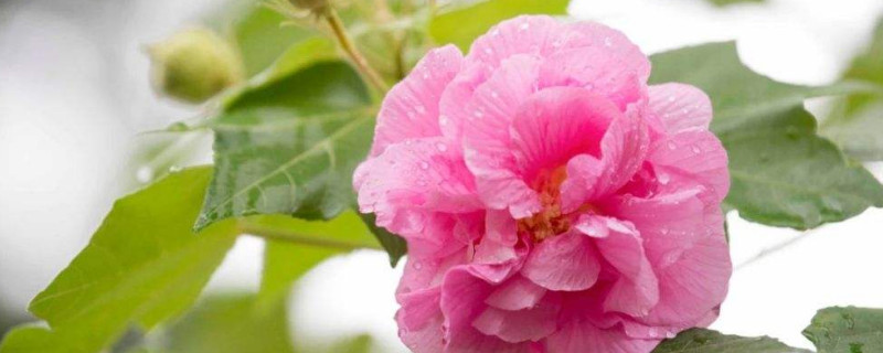 芙蓉花冬天休眠吗 芙蓉花有休眠期吗