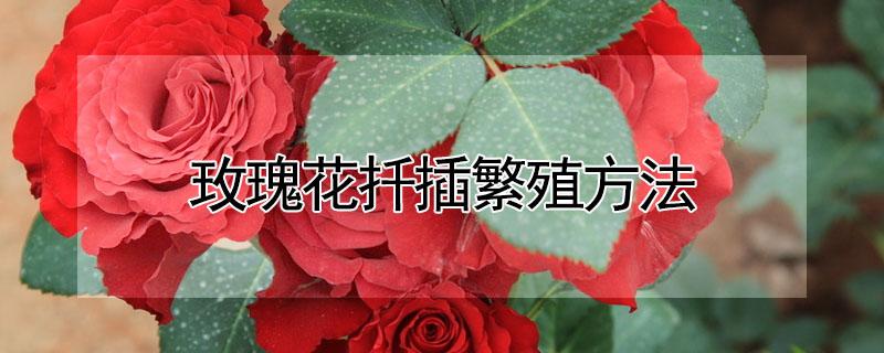 玫瑰花扦插繁殖方法(玫瑰花怎样扦插)