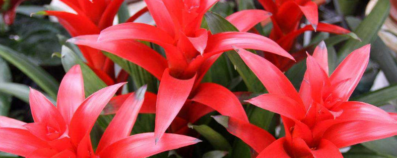 鸿运当头的花为什么不红了（鸿运当头的花为什么不红了呢）