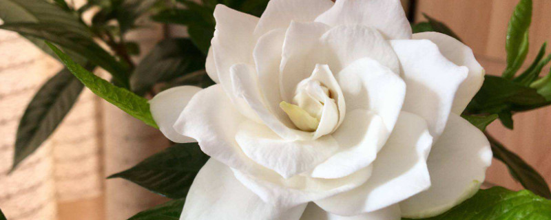 栀子花独杆怎么培育 怎么才能让栀子花长成杆独杆