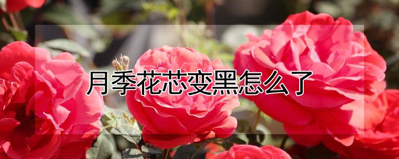 月季花芯变黑怎么了（月季花苞发黑是什么原因）