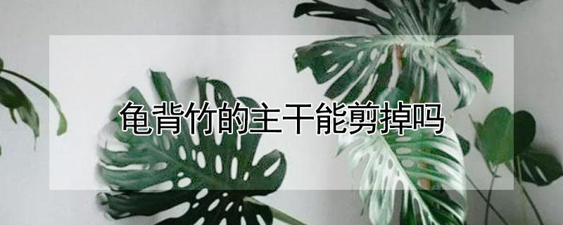 龟背竹的主干能剪掉吗（龟背竹在什么时候可以剪去主干）