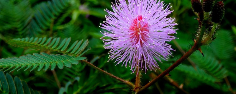 含羞草在什么季节开放（含羞草什么时候季节开花）