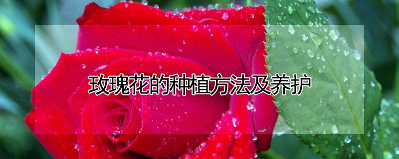 玫瑰花的种植方法及养护（盆栽玫瑰花的种植方法及养护）