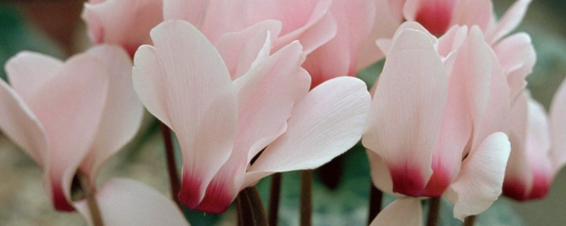 仙客来秋季怎么施肥 仙客来秋天需要什么肥