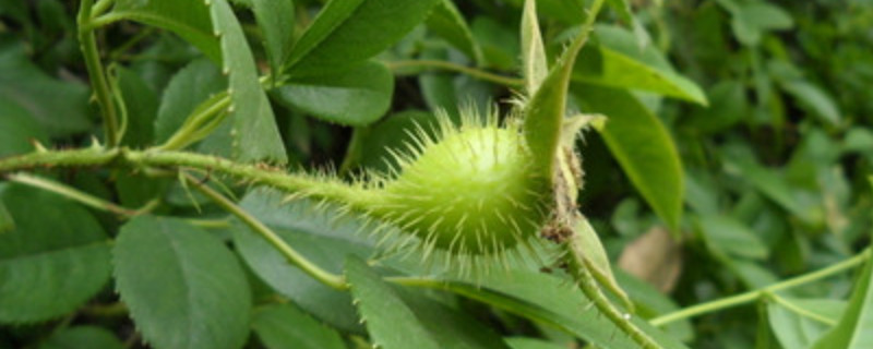 金樱子叶子的功效与作用（金樱子的功效和药用）