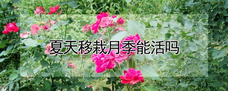 夏天移栽月季能活吗 冬天移栽月季能活吗