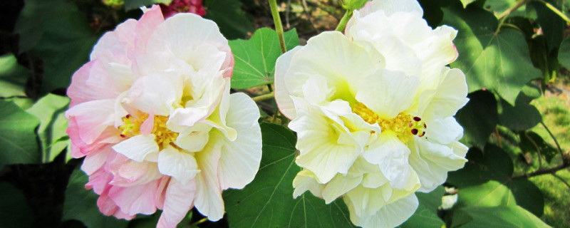 盆栽芙蓉花的扦插方法(怎样扦插芙蓉花)