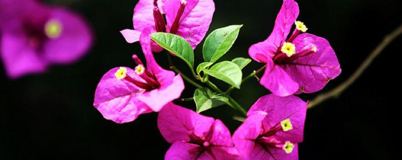 三角梅是酸性花还是碱性花（三角梅是酸性花卉吗）