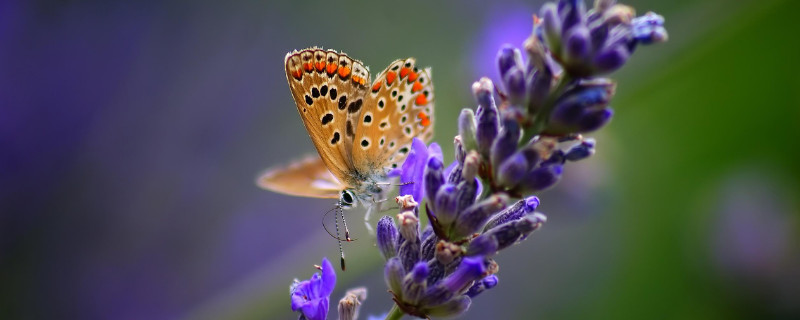 薰衣草的种子浸泡方法 薰衣草种子泡过后是什么样的