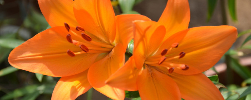 盆栽百合花几天浇一次水 盆栽百合花多久浇一次水