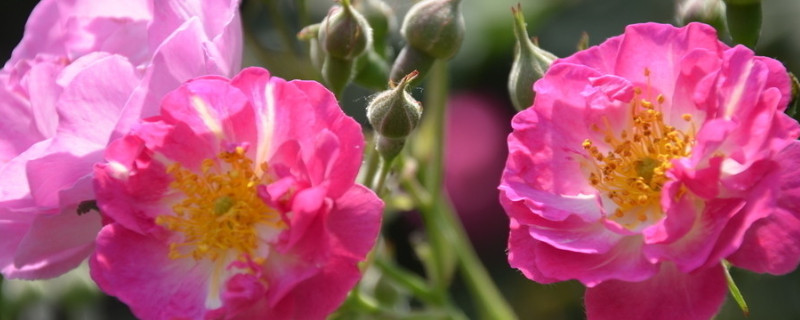 蔷薇花是什么季节开的 蔷薇是哪个季节开的花