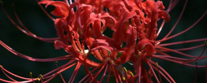 彼岸花家庭养殖有毒吗 彼岸花有毒吗?家里能种植吗