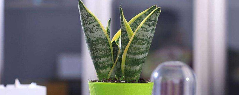 好看的观叶盆栽（观叶小盆栽）