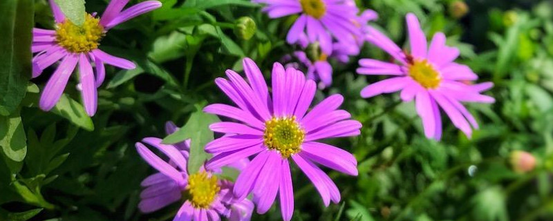 姬小菊的养殖方法与注意事项（姬小菊怎么种植和养护）