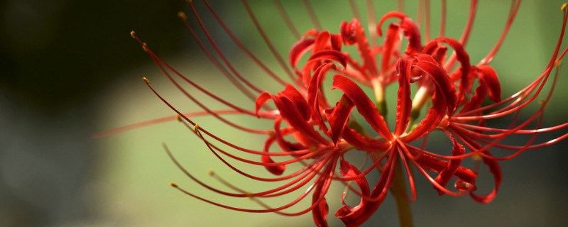 彼岸花浇水注意事项 彼岸花几天浇一次水