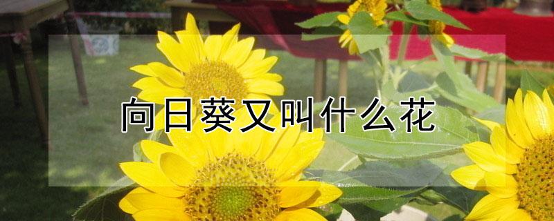 向日葵又叫什么花(向日葵花又名)