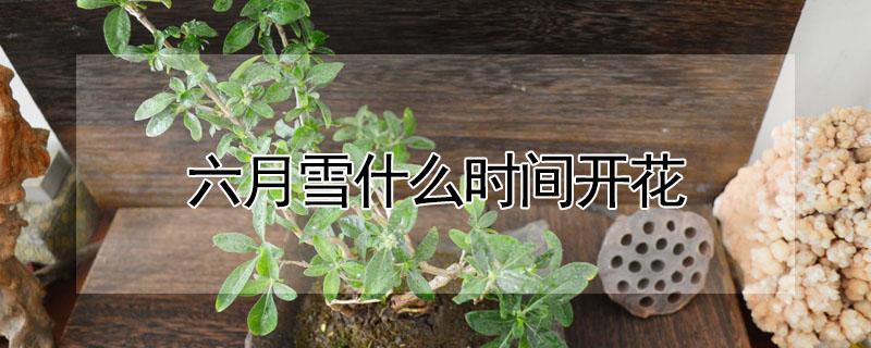 六月雪什么时间开花（六月雪什么时候开花?）
