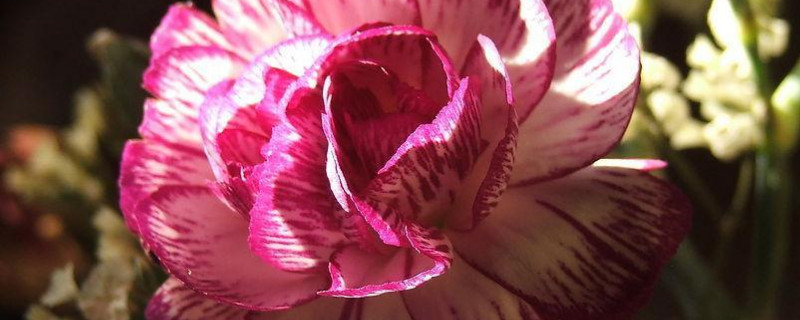 康乃馨的根部如何摘（康乃馨可以从根部剪掉吗）