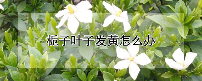 栀子叶子发黄怎么办 栀子怎么养栀子的叶子发黄了怎么办