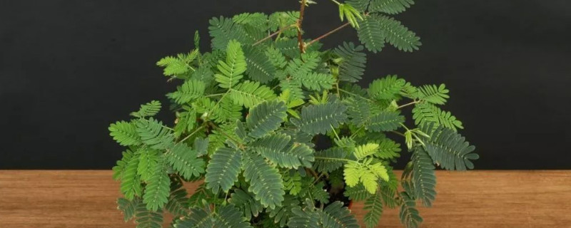 含羞草种子多久能发芽 害羞草种子多久发芽