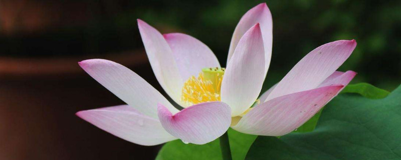 荷花能在家里养吗（家里能养荷花嘛）