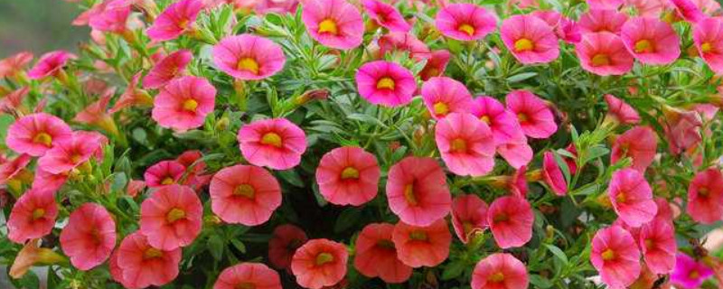 百万小铃能种几年 百万小铃从种植到开花需要多久