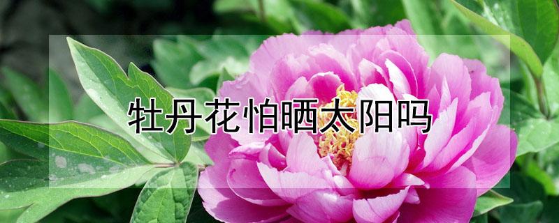 牡丹花怕晒太阳吗 牡丹花可以直接晒太阳吗