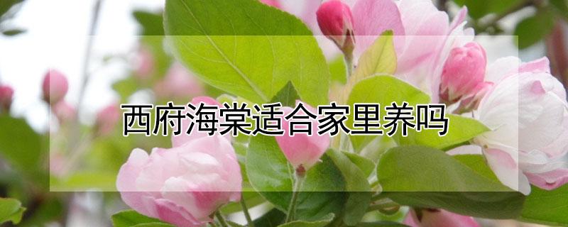 西府海棠适合家里养吗（西府海棠能在家里养吗）
