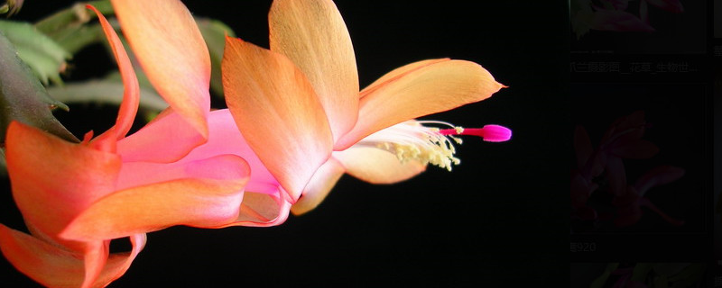 如何加速蟹爪兰开花（如何促进蟹爪兰开花）