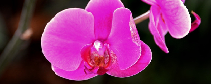 晒伤的蝴蝶兰怎样挽救（蝴蝶兰叶片被晒伤怎么补救）