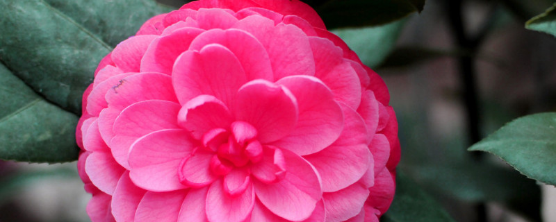 香水茶花的养殖方法（香茶花的养殖方法和注意事项）