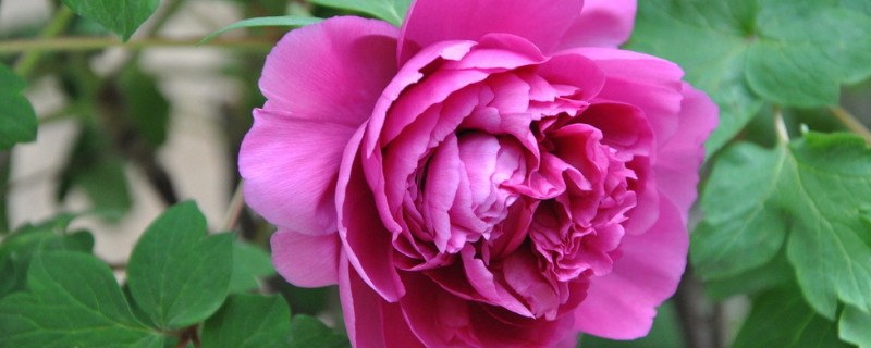 地栽牡丹过冬用不用修剪 地栽牡丹夏季要遮阴吗