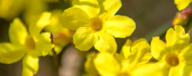 迎春花小苗造型及修剪（迎春花修剪技巧）