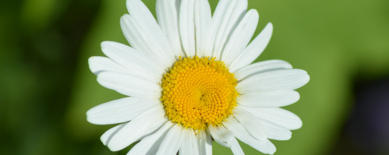 菊花秋天可以播种吗（菊花冬天可以播种吗）