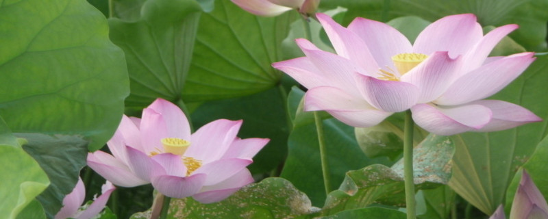 荷花的特点（荷花的特点描写）