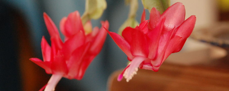 蟹爪兰的花苞为什么掉（蟹爪兰的花苞为什么掉花能泡茶嘛）