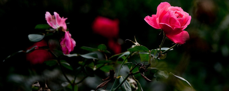 爬藤月季冬天怎么修剪 爬藤月季过冬需要剪枝吗