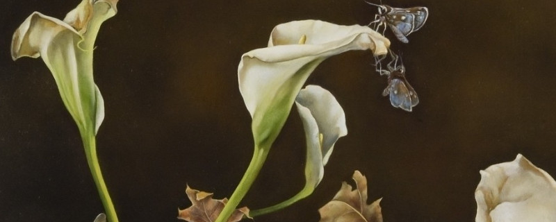 马蹄莲球根烂了怎么办（马蹄莲球烂掉了能救吗）