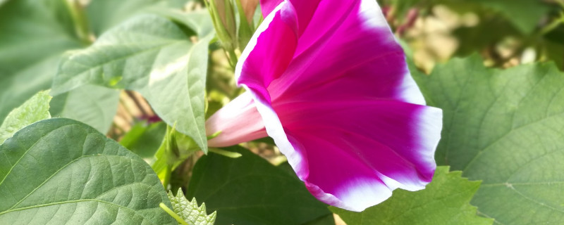 牵牛花需要授粉吗 牵牛花自花授粉还是异花授粉