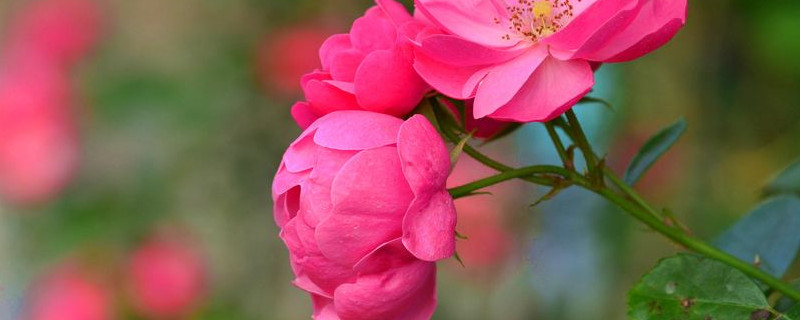 玫瑰花冬天怎么养（玫瑰花冬天怎么养才能安全过冬?）