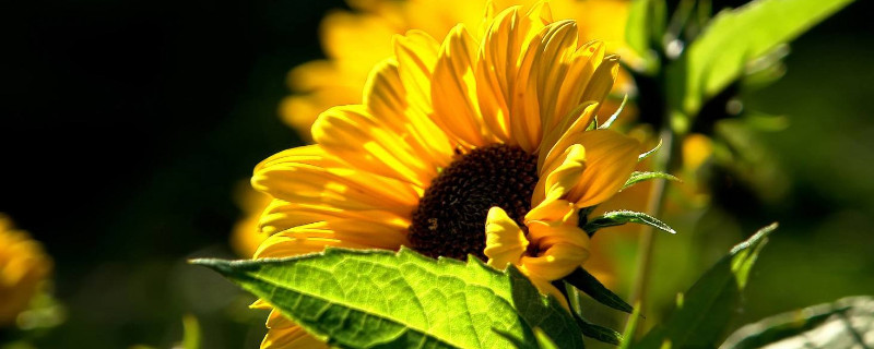 向日葵和菊花的区别（向日葵和菊花的区别图片）