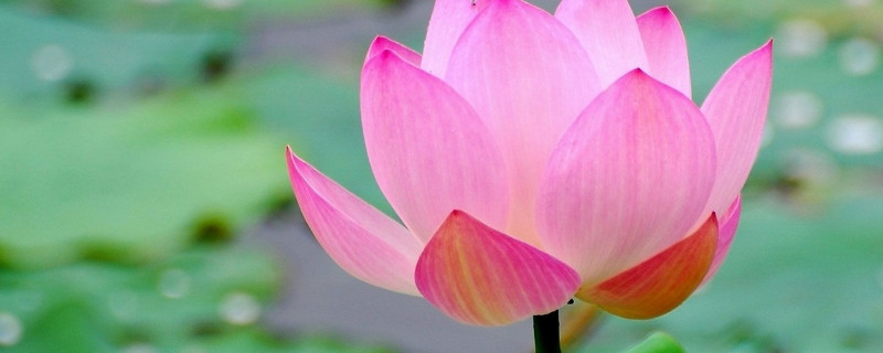 荷花什么时候凋谢（荷花什么时候凋谢什么时候开放）