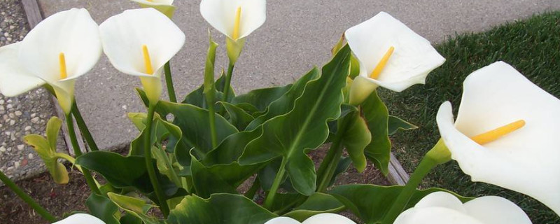 马蹄莲花期多长 马蹄莲花期多长,花期过后怎么处理