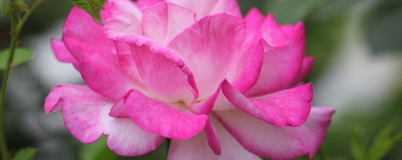 月季有毒吗 月季有毒吗 适合在室内养吗